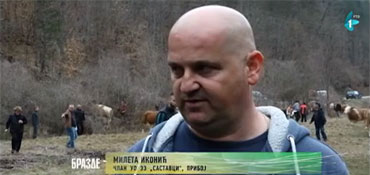  Задруга Саставци из Прибоја преко конкурса Министарства за бригу о селу добила 23 стеоне јунице 